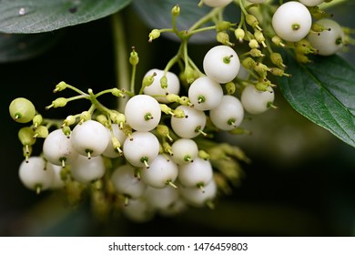 Cornus Sericea - Redosier Dogwood - White Round Fruits On A Twig And Green Leaves.