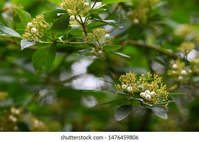 Cornus Sericea - Redosier Dogwood - White Round Fruits On A Twig And Green Leaves.