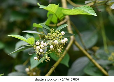 Cornus Sericea - Redosier Dogwood - White Round Fruits On A Twig And Green Leaves.