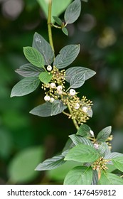 Cornus Sericea - Redosier Dogwood - White Round Fruits On A Twig And Green Leaves.