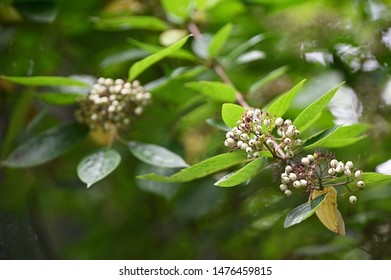 Cornus Sericea - Redosier Dogwood - White Round Fruits On A Twig And Green Leaves.