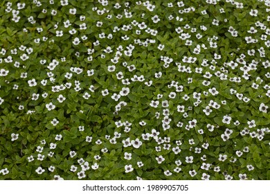 Cornus suecica, the dwarf cornel or bunchberry wallpapers 