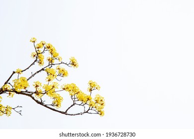 Cornus trees in full bloom in springtime