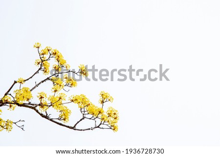 Cornus trees in full bloom in springtime