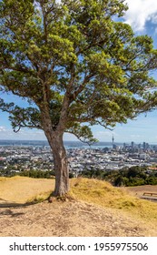 Cornwall Park At Auckland - New Zealand