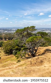 Cornwall Park At Auckland - New Zealand