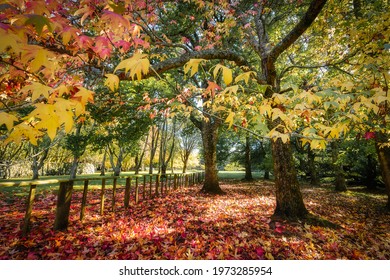 Cornwall Park - Auckland - New Zealand - Autumn 