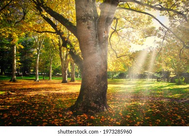 Cornwall Park - Auckland - New Zealand - Autumn 