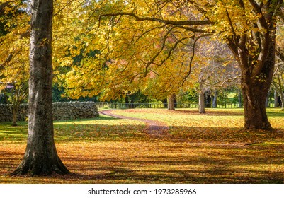 Cornwall Park - Auckland - New Zealand - Autumn 