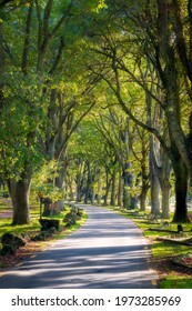 Cornwall Park - Auckland - New Zealand - Autumn 