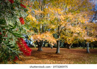 Cornwall Park - Auckland - New Zealand - Autumn 