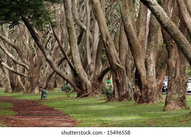 Cornwall Park - Aukland, New Zealand