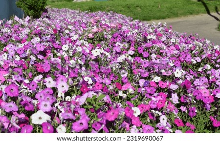 Corodful petunia flowers background. Blooming multiflora petunias in the flowerbed  