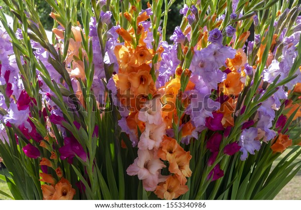 Coroful Gladiolus\
(Gladiolus) flowers,\
closeup