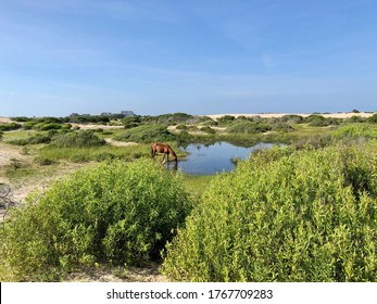 Corolla Beach, Outer Banks, North Carolina, United States - July 2018 One of famous wild horses of Corolla is drinking water in a pond 