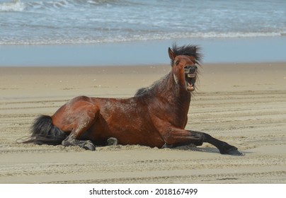 Corolla NC Wild Horse Laughing
