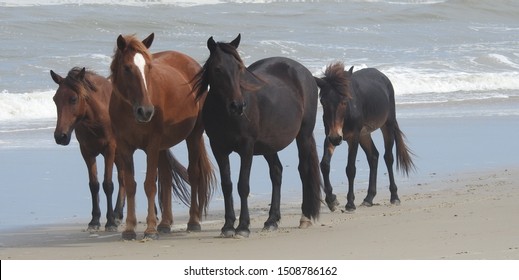 Corolla Wild Horses Outer Banks NC