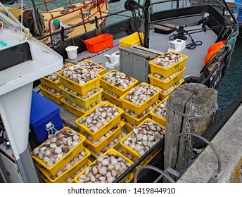 COROMANDEL, NEW ZEALAND - NOVEMBER 15TH 2010: Freshly caught seafood packed into yellow plastic containers.