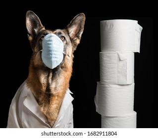 Corona virus mask on dog with toilet paper. German Shepherd Dog with medical mask for Concept of Lockdown, Flatten the Curve, Social Distancing, State of Emergency Black Background.