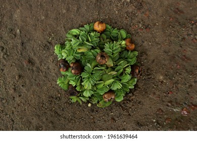 Corona Virus Shape Made Of Moss And Withered Fruit                             