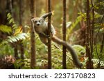 Coronated lemur, Eulemur coronatus, female, lemur from the north of Madagascar, in the natural environment of Montagne d