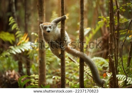 Coronated lemur, Eulemur coronatus, female, lemur from the north of Madagascar, in the natural environment of Montagne d'Ambre forest, eye contact, trees of Madagascar.