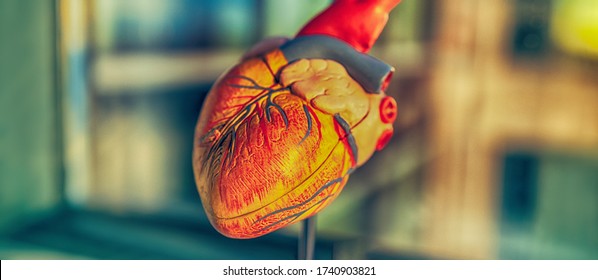 Coronavirus heart failure symptom of COVID-19, cardiovascular disease medical heart model banner. Panoramic of risk of stroke blood clot with corona virus infection.