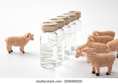 Coronavirus Herd Immunity, Covid-19 Community Immunization And Vaccination Against Contagious Spread Concept With Sheep And Vaccine Vials Isolated On White Background