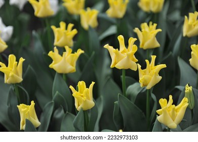 Coronet tulips (Tulipa) Yellow Crown bloom in a garden in April