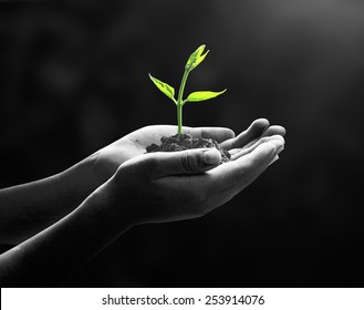 Corporate Social Responsibility (CSR) Concept: Black And White Human Hand Holding Small Tree On Darl Room Background