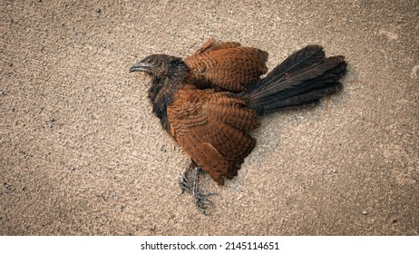 The Corpse Of A Bird That Died In A Car Crash.
Death On The Road. Road Kills. Wild Animals Die From Road Building. Cars Roaming At Such A Speed That They Collide With Wild Animals.