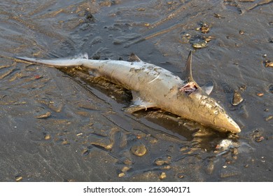 Corpse Dead Baby Shark Washed Ashore Stock Photo 2163040171 | Shutterstock