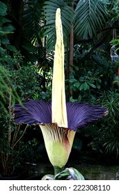 Corpse Flower