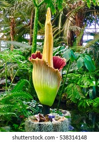 Corpse Flower