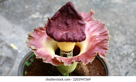 The corpse flower or Amorphophallus  is blooming.  - Shutterstock ID 2201947369