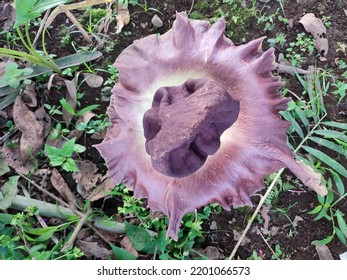 Corpse Flower Or Amorphophallus Titanium. Photo Taken From Above. This Plant Is A Protected Plant.