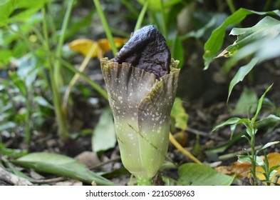 Corpse Flower Buds Ready To Bloom The Next Day