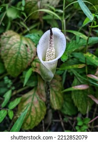 A Corpse Flower That Blooms Among The Bushes