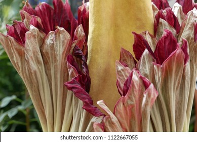 Corpse Flower Titanium Amorphophallus