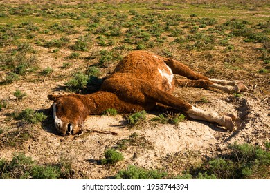 The corpse of a horse in the steppe. Close-up. Dead horse. The horse died in childbirth. The corpse decomposes in the sun. The hoof of an unborn foal. Green grass. Dry land - Shutterstock ID 1953744394