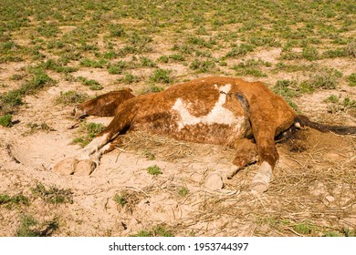 The corpse of a horse in the steppe. Close-up. Dead horse. The horse died in childbirth. The corpse decomposes in the sun. The hoof of an unborn foal. Green grass. Dry land - Shutterstock ID 1953744397