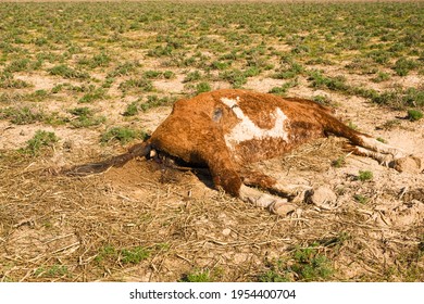 The corpse of a horse in the steppe. Close-up. Dead horse. The horse died in childbirth. The corpse decomposes in the sun. The hoof of an unborn foal. Green grass. Dry land - Shutterstock ID 1954400704