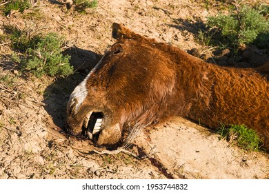 The corpse of a horse in the steppe. The head of a dead horse. Close-up. Dead horse. The horse died in childbirth. The corpse decomposes in the sun. The hoof of an unborn foal. Green grass. Dry land - Shutterstock ID 1953744832