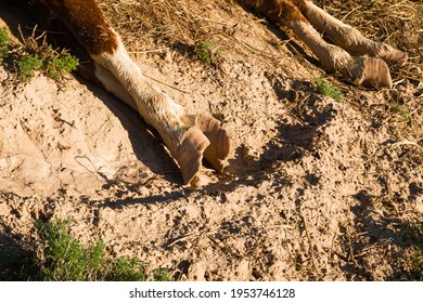 The corpse of a horse in the steppe. The hooves of a dead horse. Close-up. Dead horse. The horse died in childbirth. The corpse decomposes in the sun. Green grass. Dry land - Shutterstock ID 1953746128