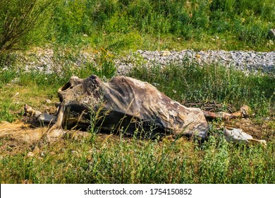 The corpse of a horse in the wild. The body of a dead horse on the ground in the grass. The corpse of a horse decays. Cadaverous spots on the skin. Skeleton of a horse. Bones, hair next to the corpse - Shutterstock ID 1754150852