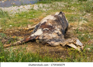 The corpse of a horse in the wild. The body of a dead horse on the ground in the grass. The corpse of a horse decays. Cadaverous spots on the skin. Skeleton of a horse. Bones, hair next to the corpse - Shutterstock ID 1759345079