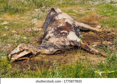 The corpse of a horse in the wild. The body of a dead horse on the ground in the grass. The corpse of a horse decays. Cadaverous spots on the skin. Skeleton of a horse. Bones, hair next to the corpse - Shutterstock ID 1775877833