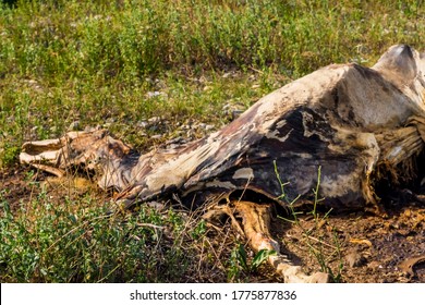 The corpse of a horse in the wild. The body of a dead horse on the ground in the grass. The corpse of a horse decays. Cadaverous spots on the skin. Skeleton of a horse. Bones, hair next to the corpse - Shutterstock ID 1775877836