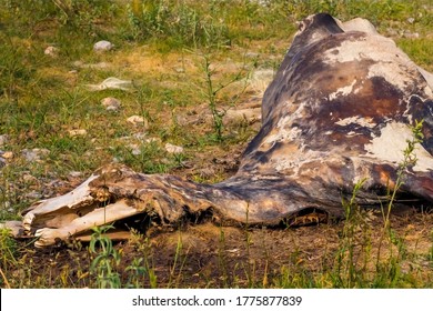 The corpse of a horse in the wild. The body of a dead horse on the ground in the grass. The corpse of a horse decays. Cadaverous spots on the skin. Skeleton of a horse. Bones, hair next to the corpse - Shutterstock ID 1775877839