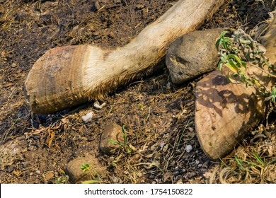 The corpse of a horse in the wild. Hooves of a dead horse on the ground in the grass. Close-up. The legs of a dead horse are decaying. Cadaverous spots on the skin. Decaying tissue and bone texture - Shutterstock ID 1754150822